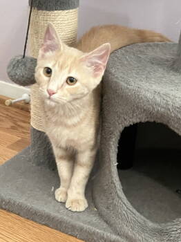 Rescue Domestic Short Hair Cats for Adoption in Herndon, Virginia - Pancake | PetCurious
