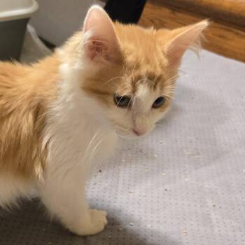 Prissy -  Domestic Long Hair Cat for Adoption in Roswell, Georgia - Prissy | PetCurious