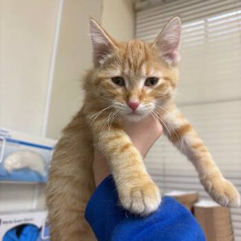 Rescue Domestic Short Hair Cats for Adoption in Pekin, Illinois - Solo | PetCurious
