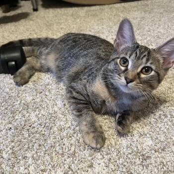 Belle -  Domestic Short Hair Cat for Adoption in Evansville, Indiana - Belle | PetCurious