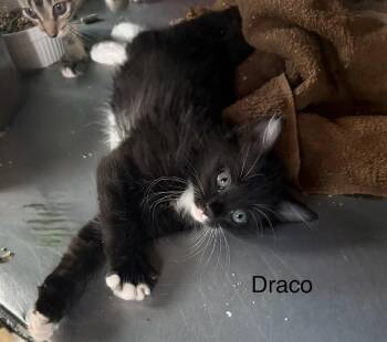Domestic Medium Hair Cats Available for Adoption in Safety Harbor, Florida - Draco | PetCurious