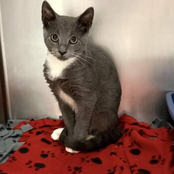 Chevy -  Domestic Short Hair Cat for Adoption in Wantagh, New York - Chevy | PetCurious