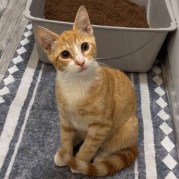 Marcus Mango -  Domestic Short Hair Cat for Adoption in Wilmington, Delaware - Marcus Mango | PetCurious