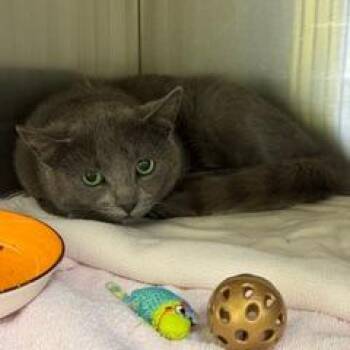 Church -  Domestic Short Hair Cat for Adoption in Burlington, Ontario - Church | PetCurious