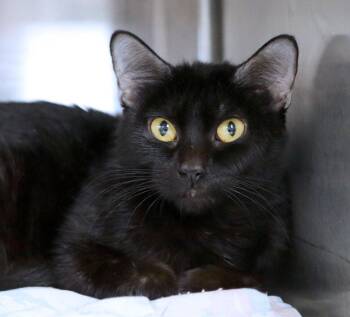 Melinda (AO37861) -  Domestic Short Hair Cat for Adoption in Kansas City, Kansas - Melinda (AO37861) | PetCurious