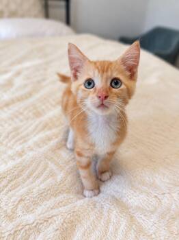 Mac C -  Domestic Short Hair Cat for Adoption in Fresno, California - Mac C | PetCurious