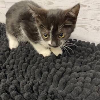 A612225 -  Domestic Short Hair Cat for Adoption in Modesto, California - A612225 | PetCurious