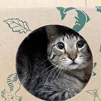 Rocket -  Domestic Short Hair Cat for Adoption in Brentwood, Missouri - Rocket | PetCurious