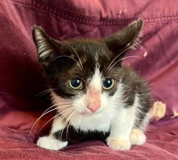 Rescue Domestic Short Hair Cats for Adoption in Bryan, Texas - Webby | PetCurious