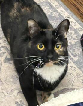 Domestic Short Hair Cats Available for Adoption in Indianapolis, Indiana - Rockstar | PetCurious