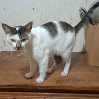 American Shorthair Cats Available for Adoption in Mount Vernon, Arkansas - Shyla | PetCurious