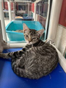 Rescue Domestic Short Hair Cats for Adoption in Houston, Texas - FLIPPER | PetCurious