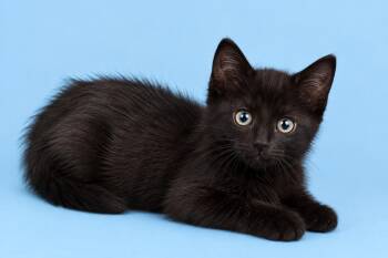 Cayenne -  Domestic Medium Hair Cat for Adoption in Cleveland, Texas - Cayenne | PetCurious