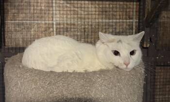 Turkish Angora and Siamese Cats Available for Adoption in North East, Maryland - 