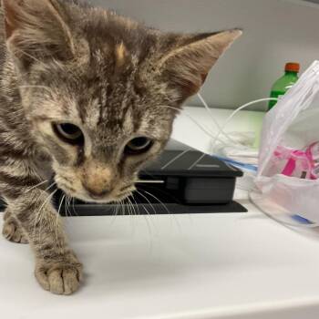 Kia -  Domestic Short Hair Cat for Adoption in Saint Joseph, Missouri - Kia | PetCurious