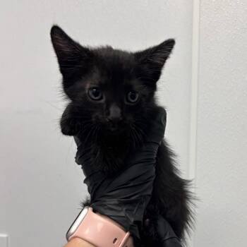 Billie -  Domestic Short Hair Cat for Adoption in Abilene, Texas - Billie | PetCurious