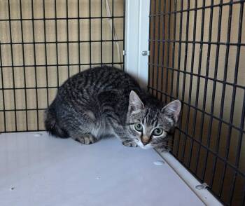 Feral cat -  Domestic Short Hair Cat for Adoption in Green River, Wyoming - Feral Cat | PetCurious
