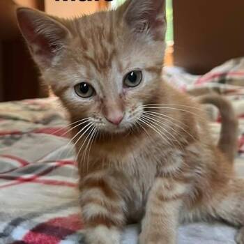 Skye -  Domestic Medium Hair Cat Available for Adoption in Midland, Michigan - Skye | PetCurious