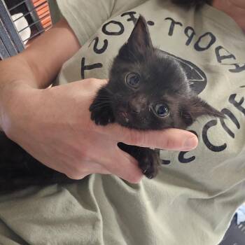 Bungee -  Domestic Short Hair Cat for Adoption in Dickson, Tennessee - Bungee | PetCurious