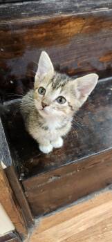 Apple -  Tabby and Extra Toes Cat Hemingway Polydactyl Cat for Adoption in Kirksville, Missouri - Apple | PetCurious