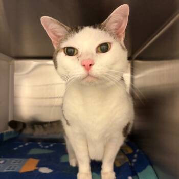 Rescue Domestic Short Hair Cats for Adoption in Council Bluffs, Iowa - Chaz | PetCurious