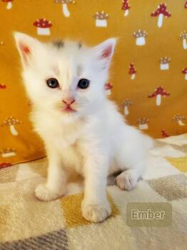 Ember -  Domestic Medium Hair Cat for Adoption in Grants Pass, Oregon - Ember | PetCurious