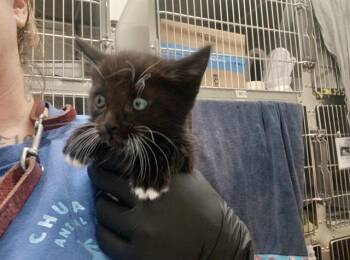 Domestic Short Hair Cats Available for Adoption in Chula Vista, California - POMPOM | PetCurious