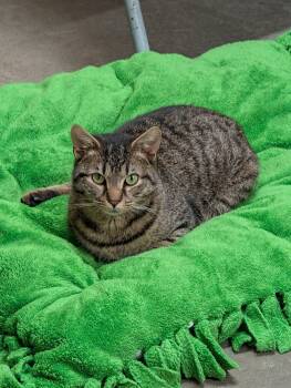 Rescue Domestic Short Hair Cats for Adoption in Renfrew, Pennsylvania - Chiquita | PetCurious