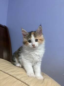 Domestic Medium Hair Cats Available for Adoption in Manhattan, Kansas - Opal | PetCurious