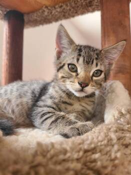 Domestic Short Hair Cats Available for Adoption in Hudson, New York - Murphy | PetCurious