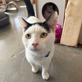 Rescue Domestic Short Hair Cats for Adoption in Normal, Illinois - Domino | PetCurious