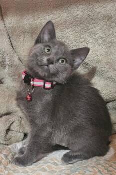 Tallulah -  Domestic Medium Hair Cat for Adoption in Burbank, California - Tallulah | PetCurious