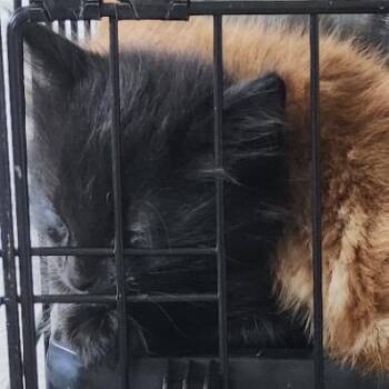 The Young Professor -  Domestic Short Hair Cat for Adoption in Westminster, California - The Young Professor | PetCurious