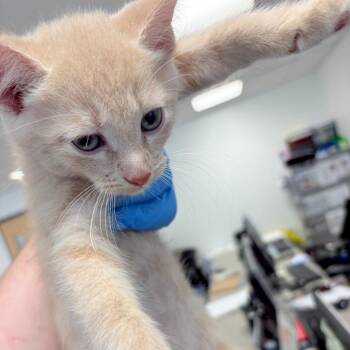 Honeycomb -  Domestic Short Hair Cat for Adoption in Philadelphia, Pennsylvania - Honeycomb | PetCurious