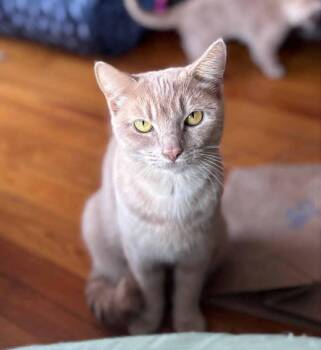 Rescue American Shorthair Cats for Adoption in Bethel, Connecticut - Spice | PetCurious