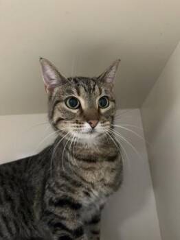 Rescue Domestic Short Hair Cats for Adoption in Dekalb, Illinois - Cosmopolitan | PetCurious