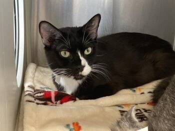 Domestic Short Hair Cats Available for Adoption in Tustin, California - KATIE | PetCurious