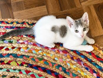 Bristol -  Domestic Short Hair Cat for Adoption in Houston, Texas - Bristol | PetCurious