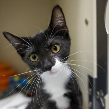 Cullen -  Domestic Short Hair Cat for Adoption in Bradenton, Florida - Cullen | PetCurious
