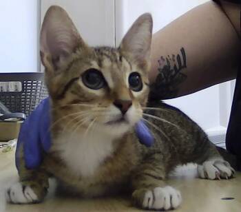 Bruin -  Domestic Short Hair Cat for Adoption in Dayton, Minnesota - Bruin | PetCurious