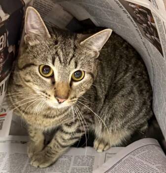 Pumba -  Domestic Short Hair Cat for Adoption in Belton, Texas - Pumba | PetCurious