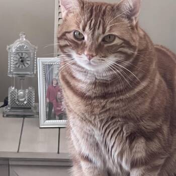 Taco (COURTESY POST) -  American Shorthair Cat for Adoption in Monroe, Ohio - Taco (COURTESY POST) | PetCurious