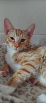 Rescue Domestic Short Hair and Tabby Cats for Adoption in Hartwell, Georgia - 7366 Frisky | PetCurious