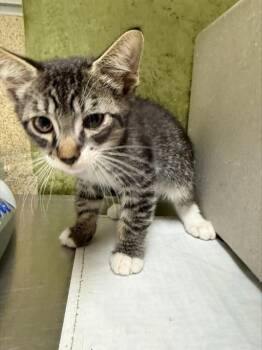 FINN -  Domestic Short Hair Cat for Adoption in Riverside, California - FINN | PetCurious