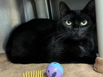 Domestic Short Hair Cats Available for Adoption in Pensacola, Florida - MORGAN | PetCurious