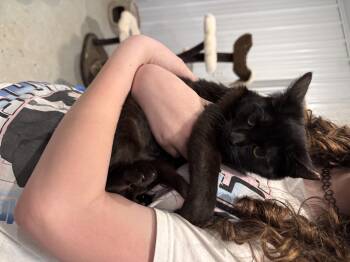 Domestic Short Hair Cats Available for Adoption - Norma | PetCurious