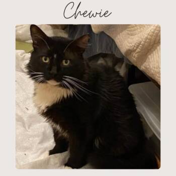 Domestic Long Hair Cats Available for Adoption - CHEWIE | PetCurious