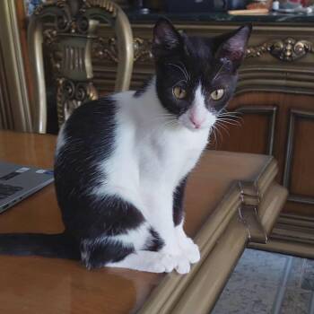 Rescue Tuxedo Cats for Adoption in Brampton, Ontario - AnhTai | PetCurious