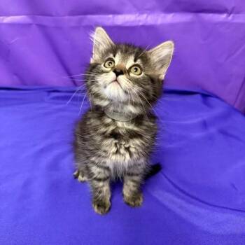 Gwendolyn -  Domestic Short Hair Cat for Adoption in North Myrtle Beach, South Carolina - Gwendolyn | PetCurious