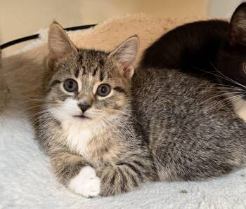 Tootsie -  Domestic Short Hair Cat for Adoption in East Hanover, New Jersey - Tootsie | PetCurious